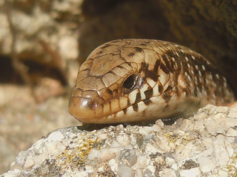 ..gongili ocellati dalla Gallura